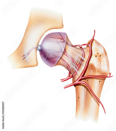 Leg - Osteonecrosis of the Femoral Head front view. Shown are the round ligament and artery of the femoral head, medial circumflex femoral artery, and lateral circumflex femoral artery. photo