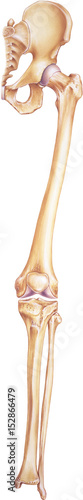 Leg and Hip - Bones and Joints. A full human leg, anterior view, showing bones and joints.