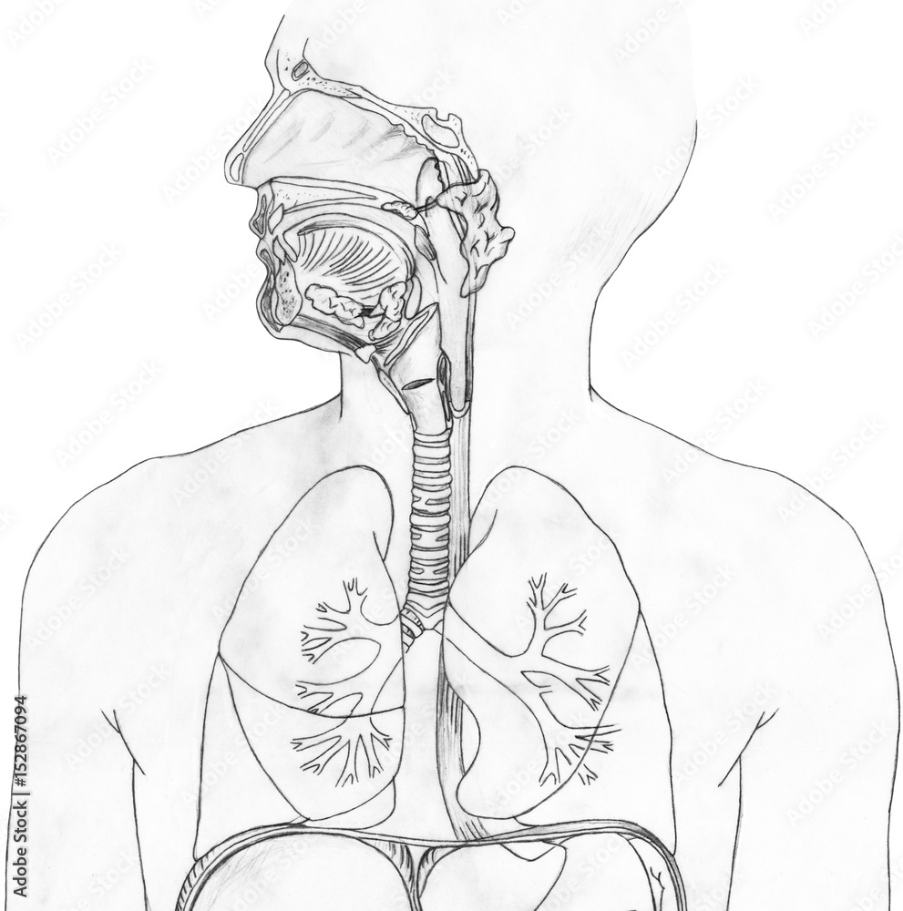 Respiratory System Vector of the human larynx nasal throttle anatomy. Hand  drown sketch illustration Stock Vector | Adobe Stock