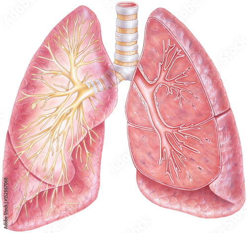 Lungs - Cutaway View. Human lungs showing the trachea and bronchial tree. photo