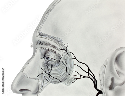 Muscles and Nerves near the Human Eye, showing the orbicularis muscle, levator palpebrae superioris muscle, and branches of the facial nerves.. photo