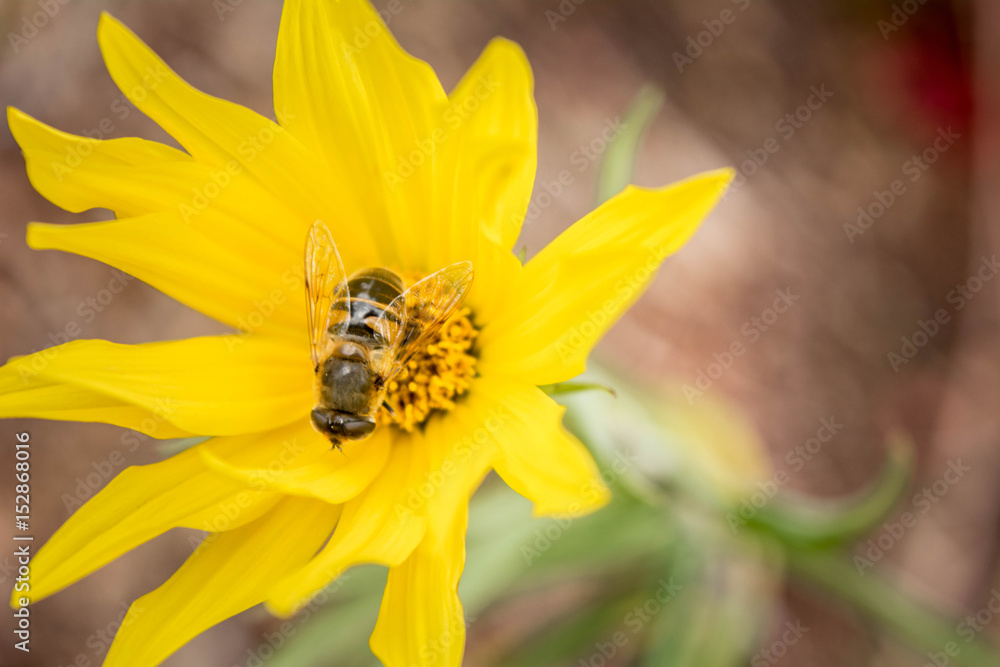 Yellow Bloom Yellow Bloom