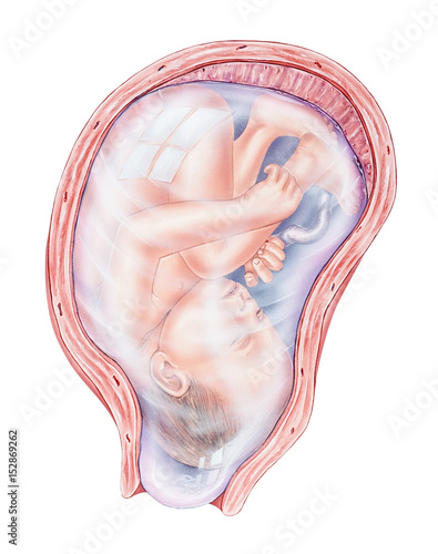 Shown are the fetus, placenta (at the top of the uterus), umbilical cord, uterus, bulging of the amniotic sac, and dilation of the cervix.