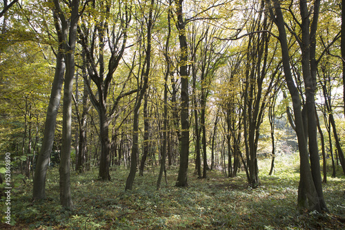 Fototapeta Naklejka Na Ścianę i Meble -  Forest landscape with a trail in the summer.