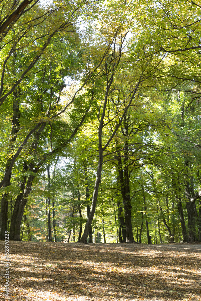 Fototapeta premium Forest landscape with a trail in the summer.