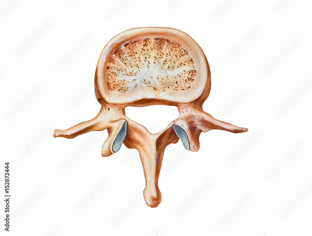 Spine - Second Lumbar Vertebra (L2, top view). ilustración de Stock | Adobe  Stock