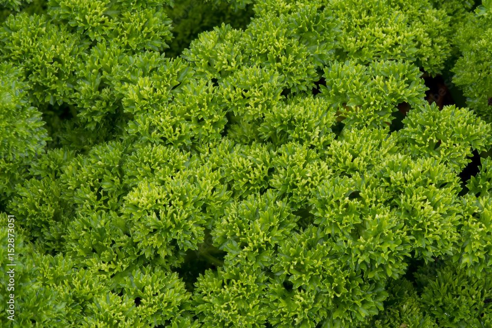 Tight Green Leaves in Spring