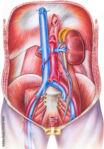 Human anatomy of vasculature of the torso, frontal sub-diaphragm view. Shown are the hepatic veins, inferior vena cava, aorta, iliac veins, and inferior epigastric veins.