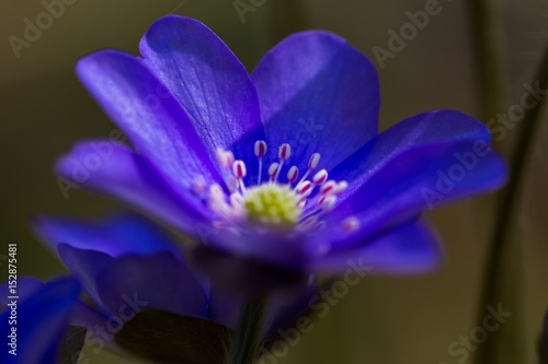 Blue liverworts flowers in close up