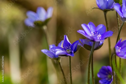 Fototapeta Naklejka Na Ścianę i Meble -  Blue liverworts flowers in close up