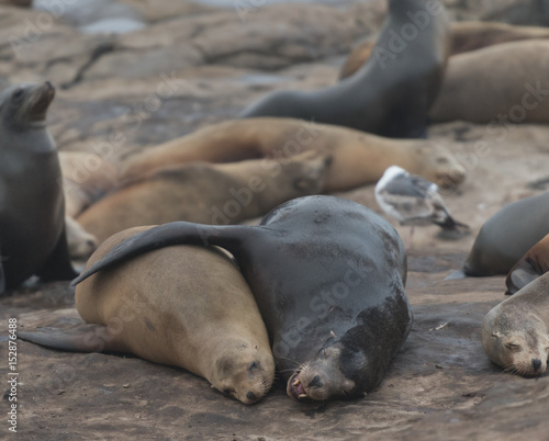 Two Sea Lions Cuddle