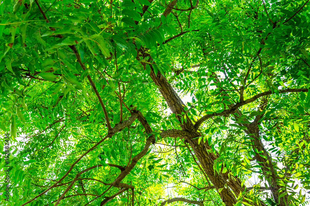 Obraz premium Background of nature