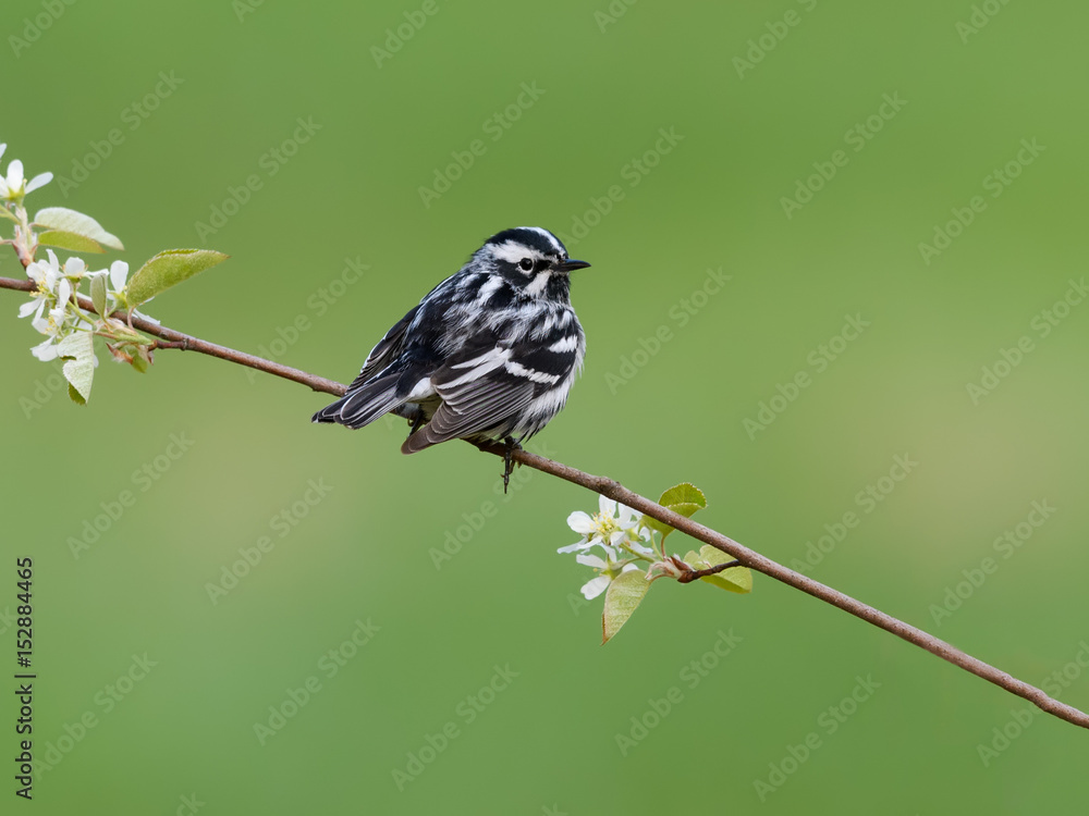 Fototapeta premium Black-and-white Warbler