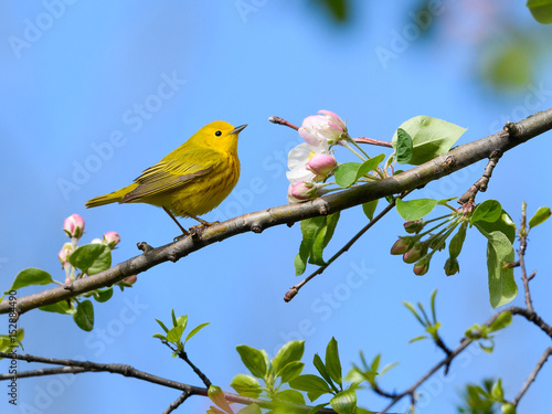 Yellow Warbler Perched on Blossom Tree © FotoRequest