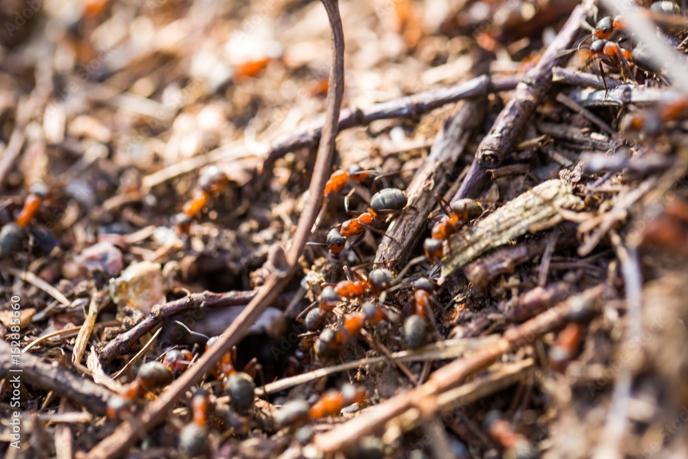 Ants walking on anthill in close up