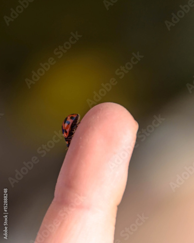 Ladybird on child's hand