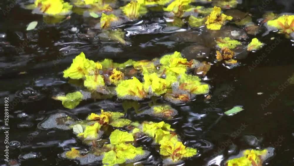 flower petals floating in the water of the lake flower petals floating in the water of the lake