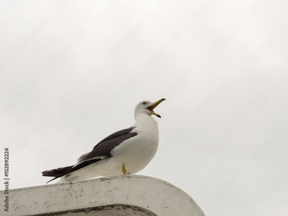 Naklejka premium Crying seagull