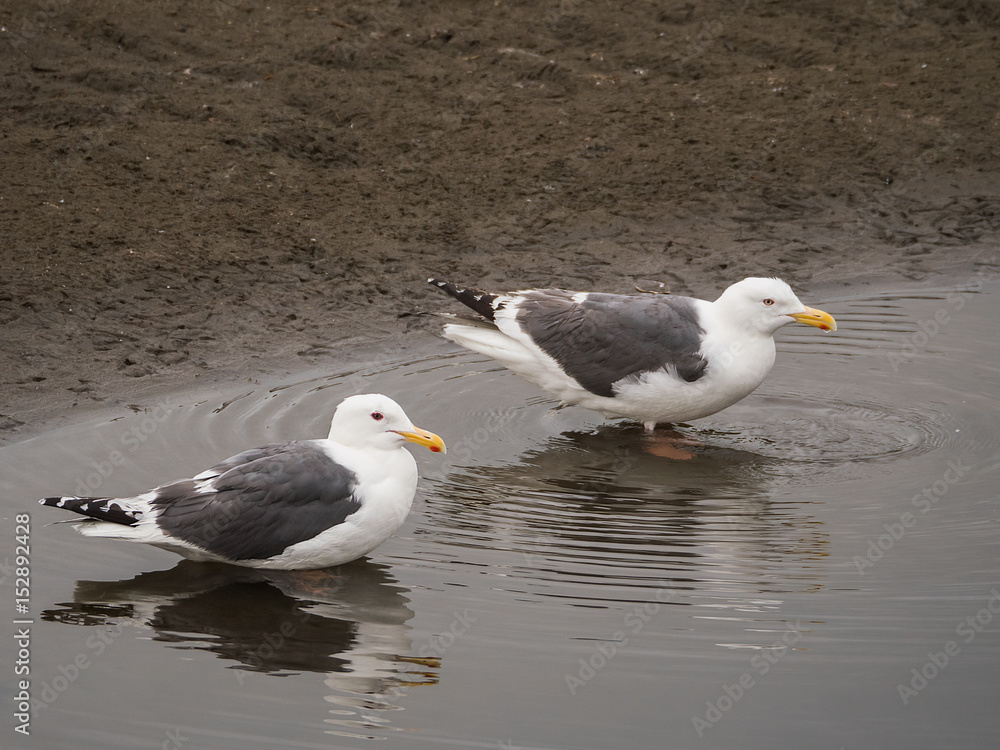 Seagulls in shallow water