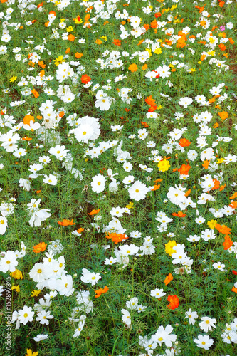 Foto beautiful cosmos flowers in the garden