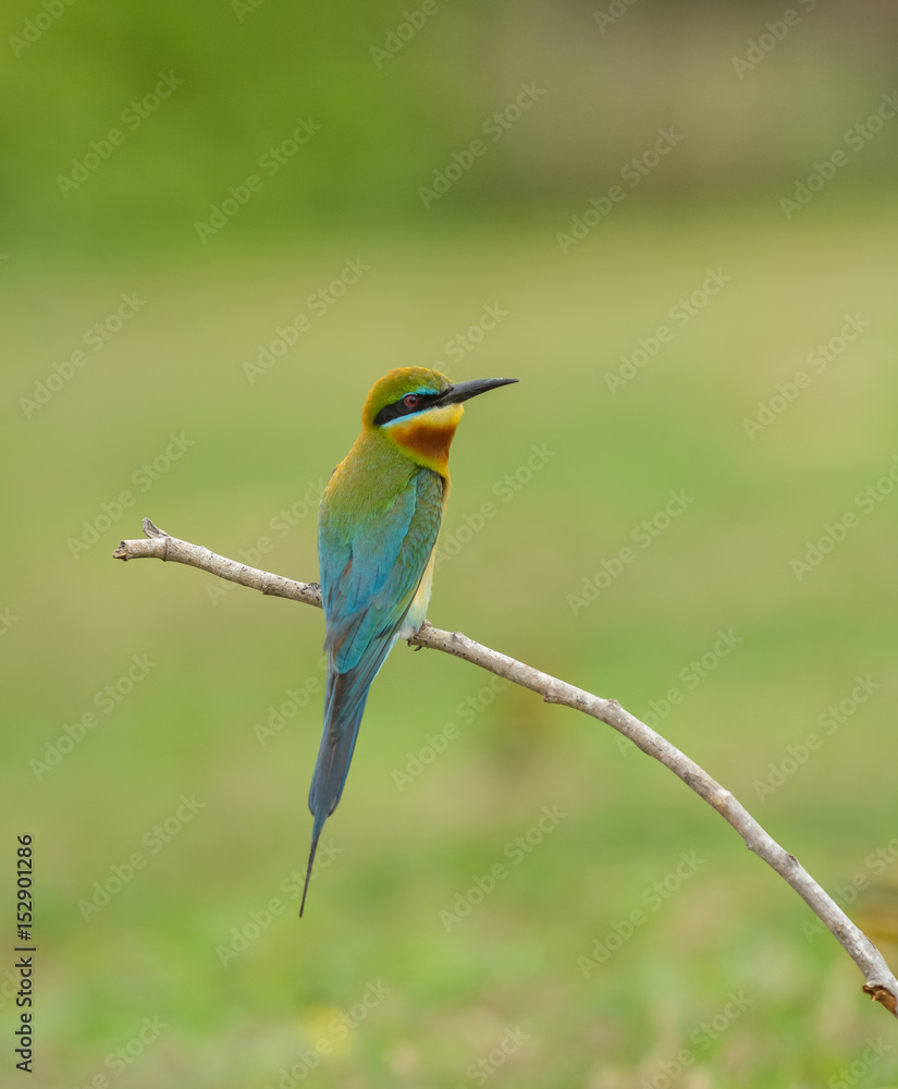 Blue-tailed bee-eater 