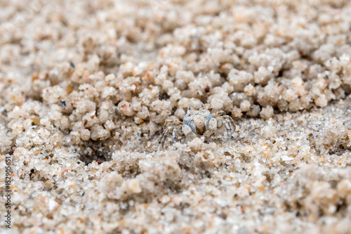 Ghost crab eating on sand beach, Close to their holes