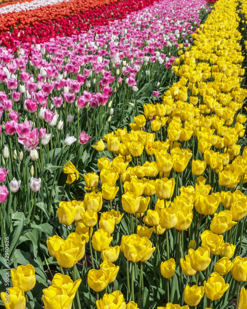 A field of yellow tulips country farm