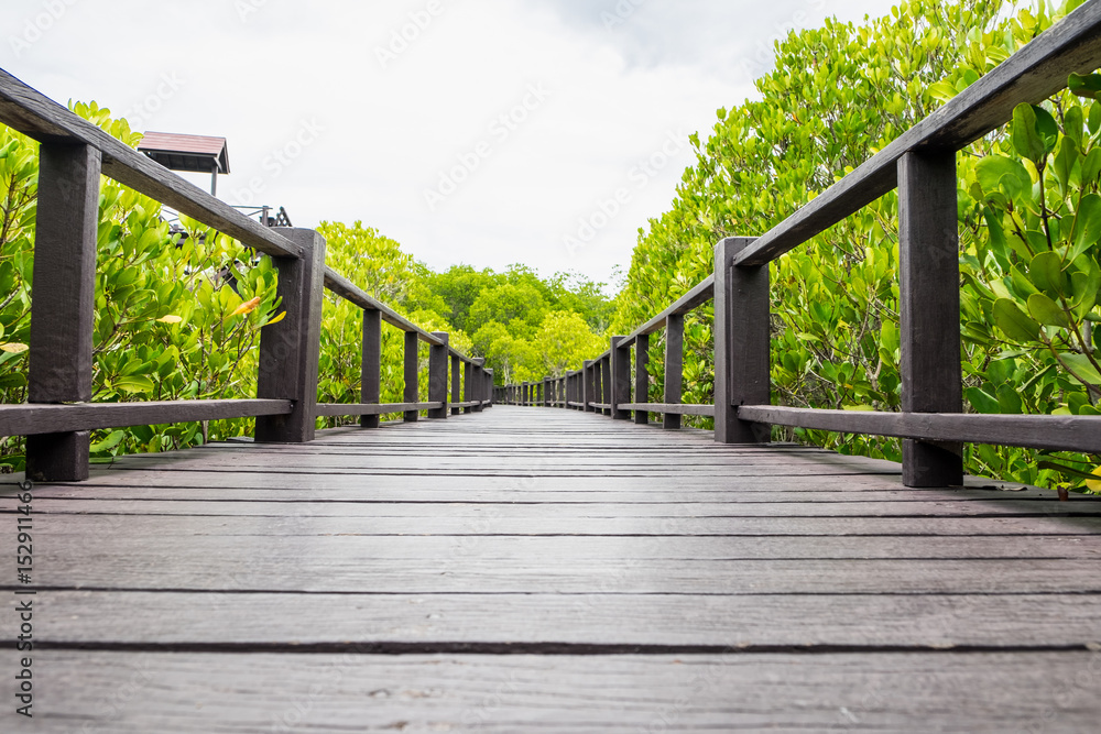 Low angle view of wood bridge (boardwalk) in mangrove forest and blue sky ,Study natural trails