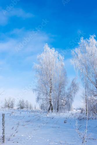 Beautiful winter landscape with trees in the frost