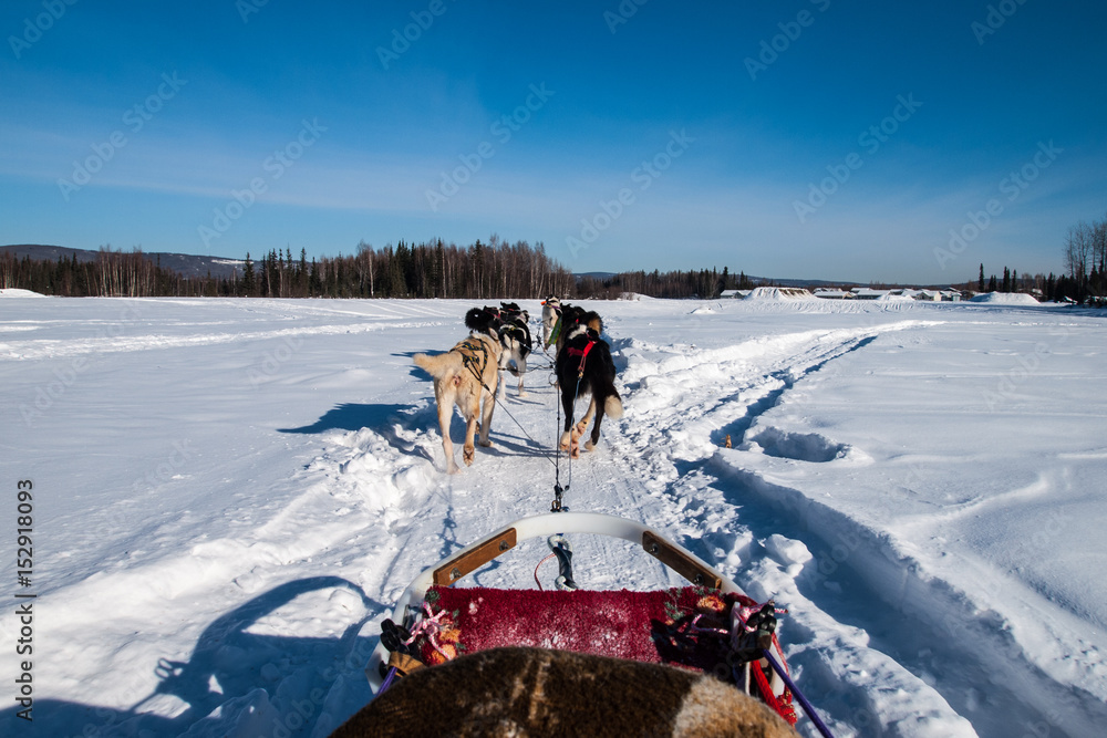 アラスカの犬ぞりからの視点 Stock Photo Adobe Stock