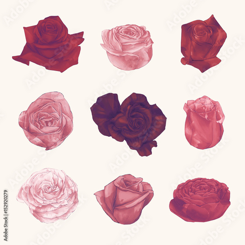 Set Collection of Watercolor Roses Hand Draw Paint Vector