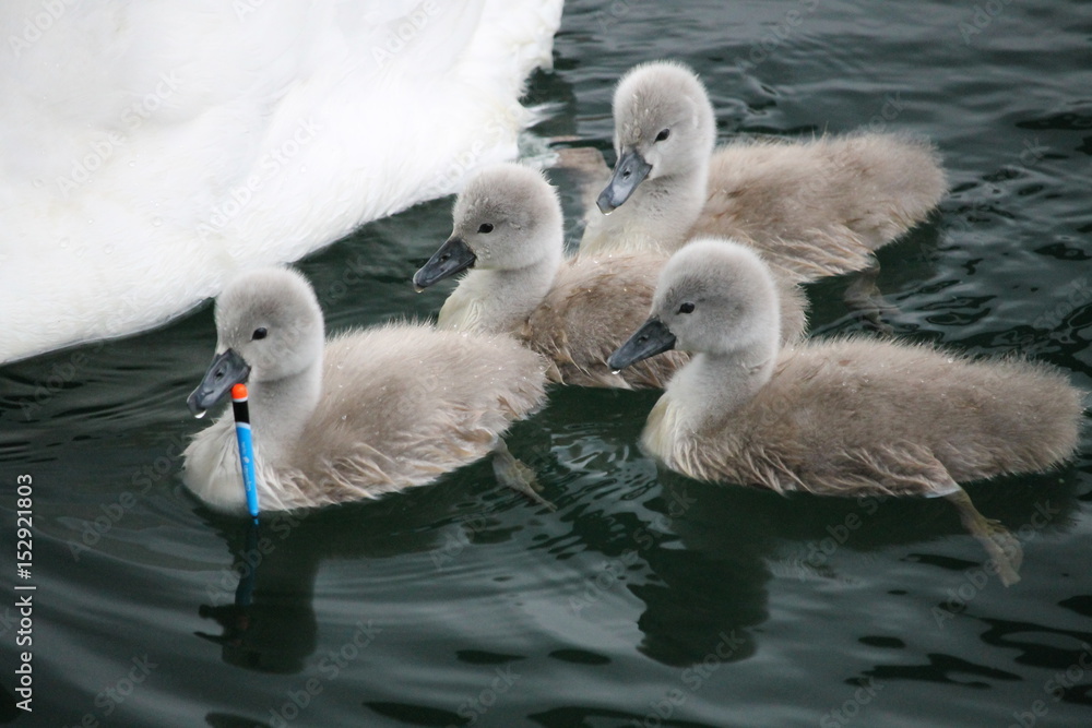 Quatre poussins de cygne tuberculé Quatre poussins de cygne tuberculé