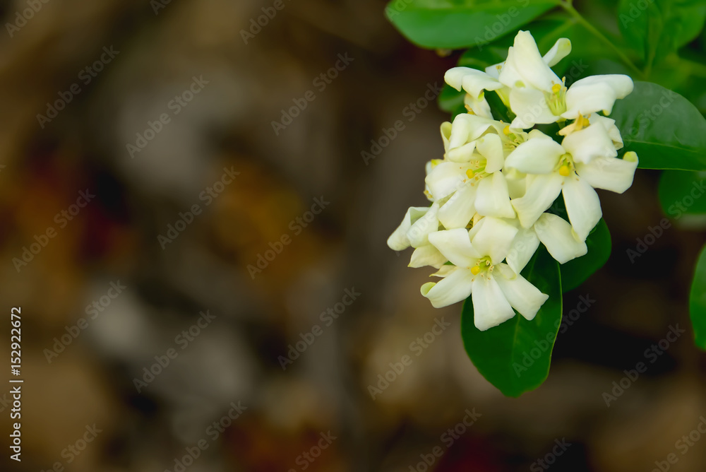 Night jasmine flowers