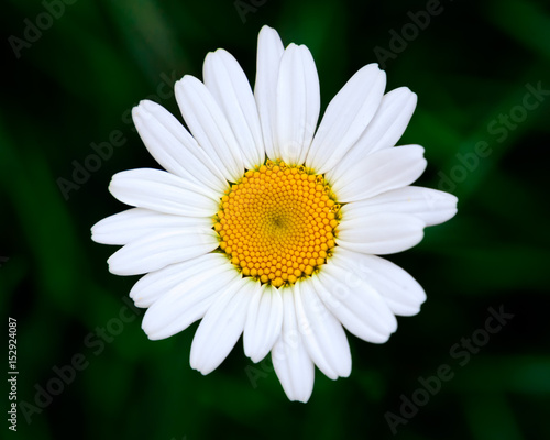 Closeup of a Daisy in the Grass