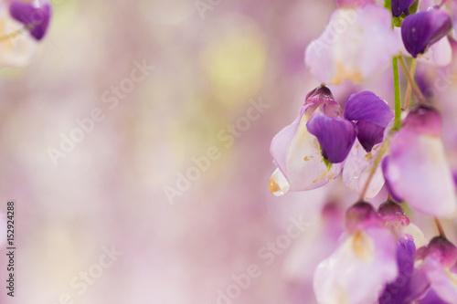 Fototapeta Naklejka Na Ścianę i Meble -  wisteria close-up