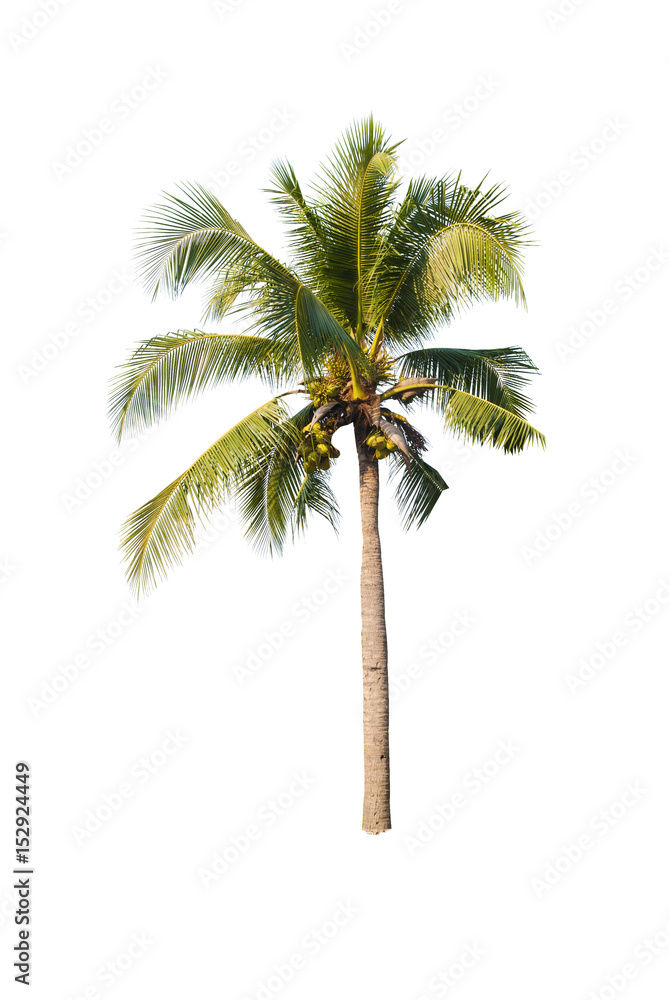 Obraz premium Coconut trees on white background 