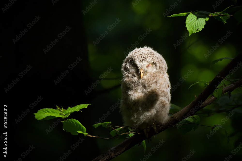 Ural owl (Strix uralensis) - Puszczyk uralski - obrazy, fototapety, plakaty 