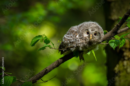 Ural owl (Strix uralensis) - Puszczyk uralski #152926455