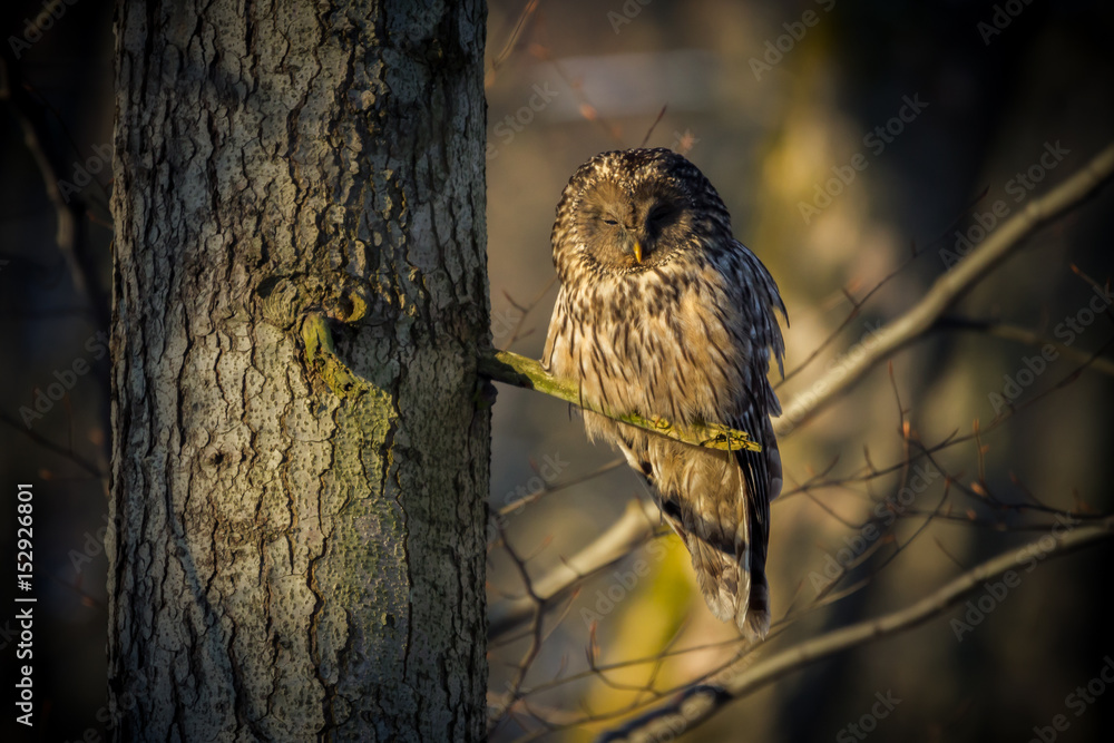Ural owl (Strix uralensis) - Puszczyk uralski - obrazy, fototapety, plakaty 