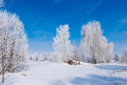 Beautiful winter landscape with trees in the frost