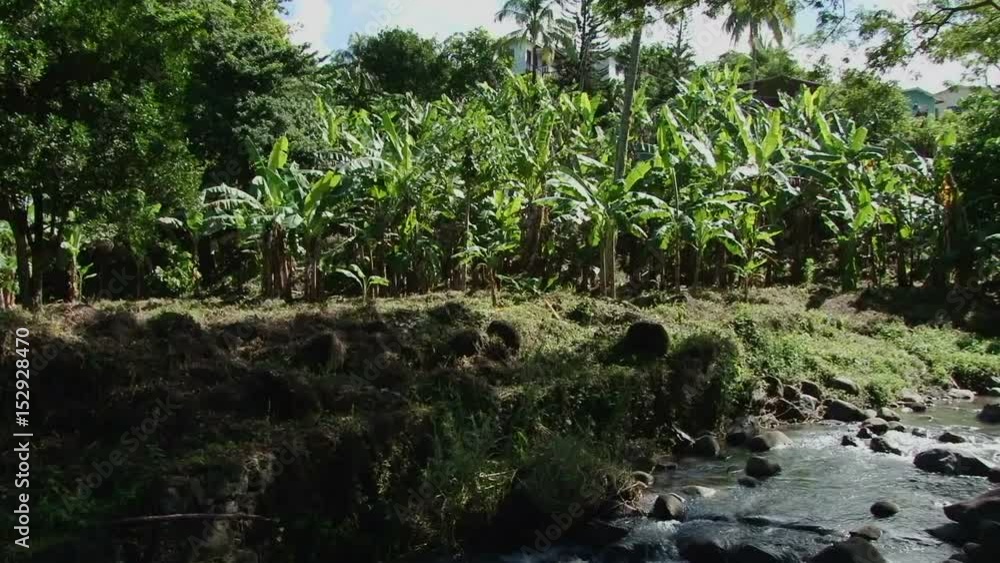 Pan down from banana plantation to water stream, Grenada. Taken during sunny say Pan down from banana plantation to water stream, Grenada. Taken during sunny say