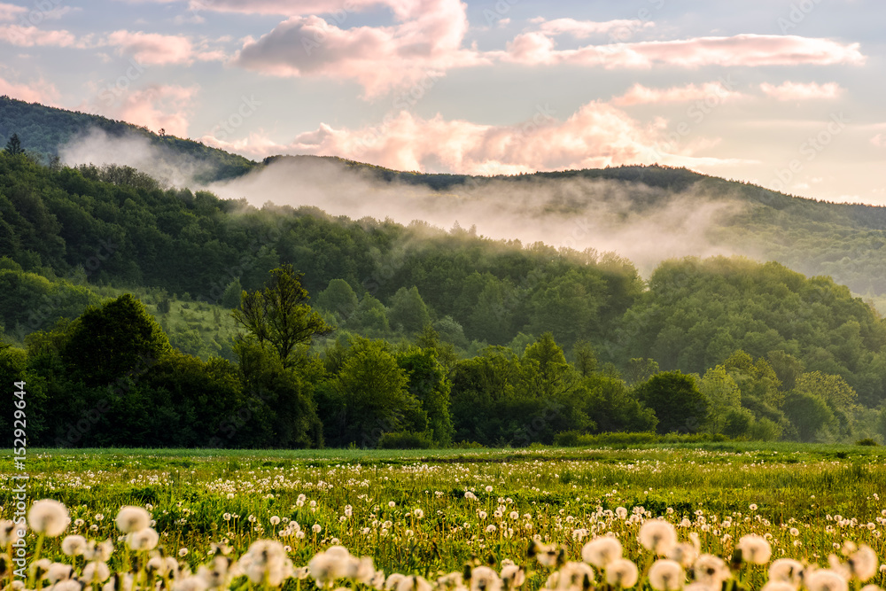 dandelion field at foggy sunrise in mountains