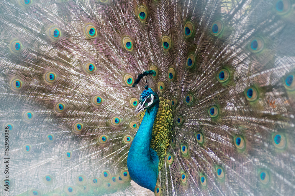 Fototapeta premium Peacock