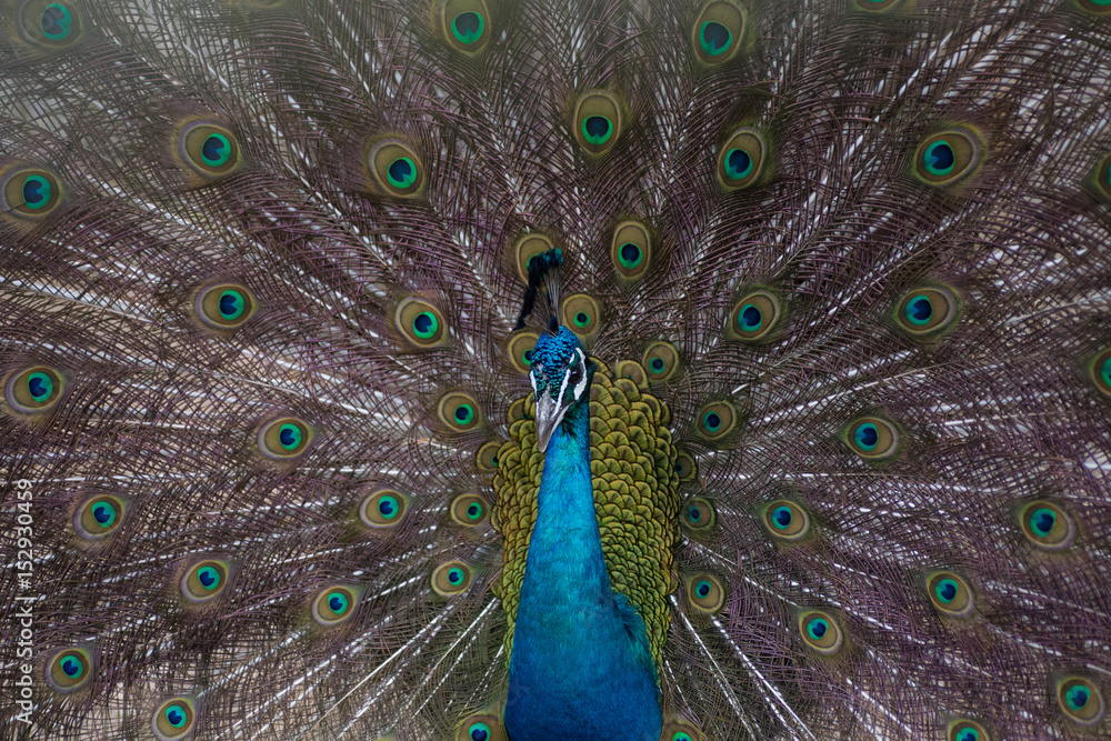 Fototapeta premium Peacock