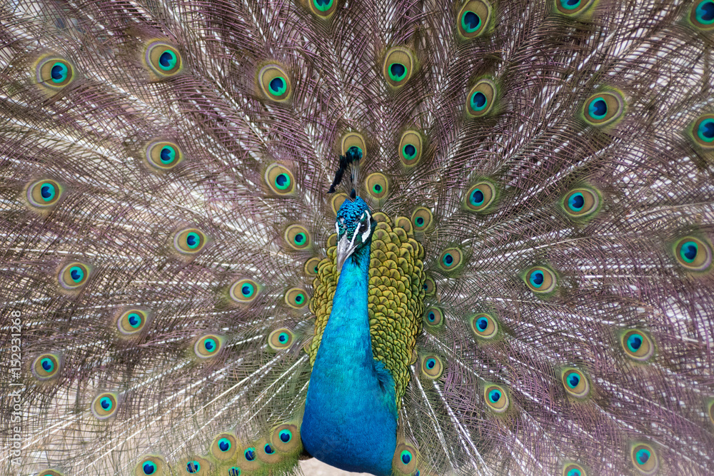 Fototapeta premium Peacock