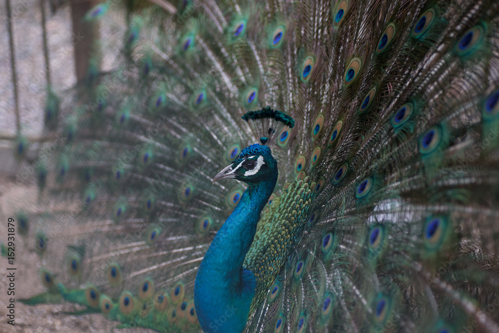 Obraz premium Peacock