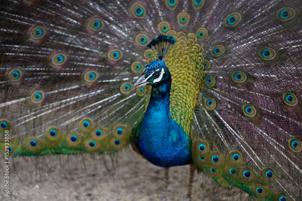 Obraz premium Peacock