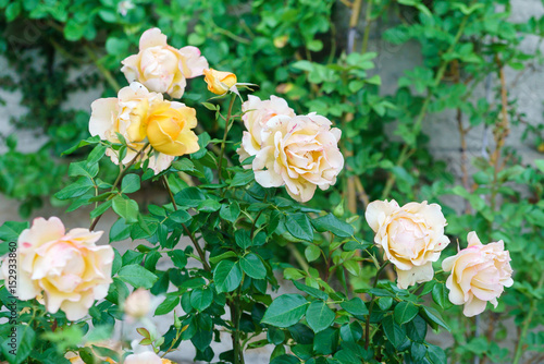 nice roses in the garden