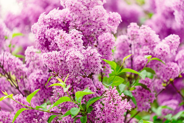 Papier peint photo Lilas Floraison printanière du lilas parfumé  © Maksim Shebeko