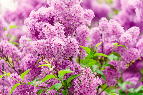 bloom lilac